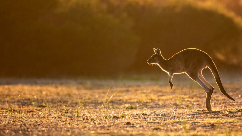 Australia and New Zealand